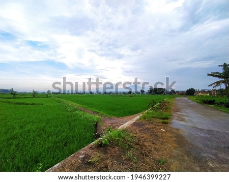 Beautiful photo of rice fields with hilly background. Location in solo Indonesian