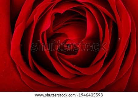 Red rose petals closeup background