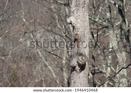 An eastern grey squirrel leans out of its tree nest in an abandoned woodpecker hole