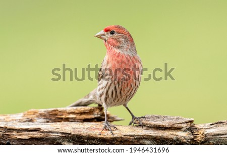 House finch perched on a log. Royalty-Free Stock Photo #1946431696