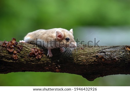 Mongolian gerbil on a tree trunks