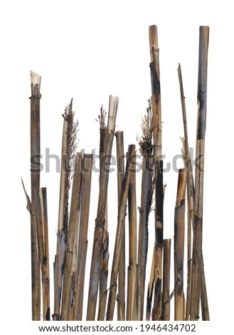 Dry reed sticks isolated on white background and texture, clipping path