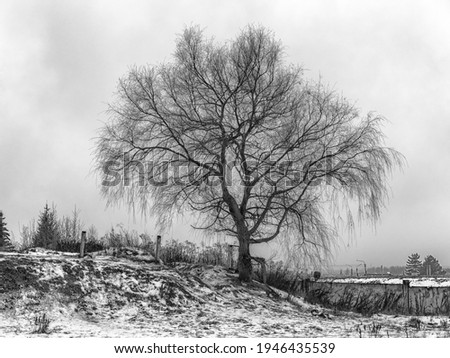 A lonely spreading tree in winter. 