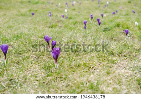 Colorful violet flowers scattered around a green lawn in early spring