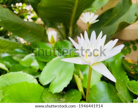 The white lotus blooming and green leaves so fresh