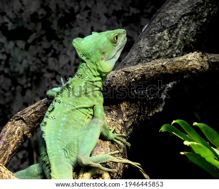 Animal chameleon approaching on wood
