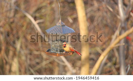 A picture of cardinal bird sitting in a bird feeder.