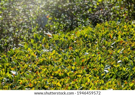 Bush with green and yellow leaves in trimmed branches in autumn park. Nature background with sunset light