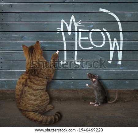A beige cat wrote meow in chalk on the wooden fence.