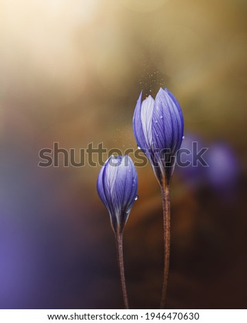 Macro of two purple Autumn crocuses covered with dew drops. Shallow depth of field with soft focus, bur and bokeh Royalty-Free Stock Photo #1946470630