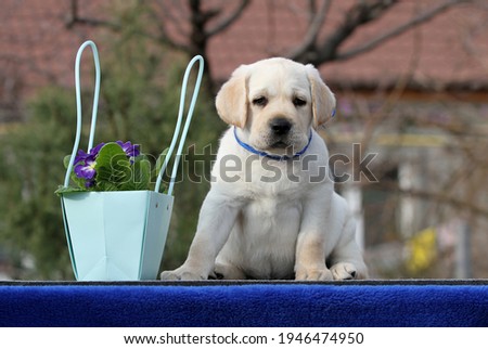 sweet yellow labrador puppy on the blue background