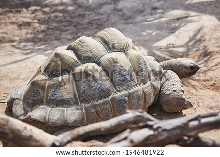 a large turtle lies in the sun