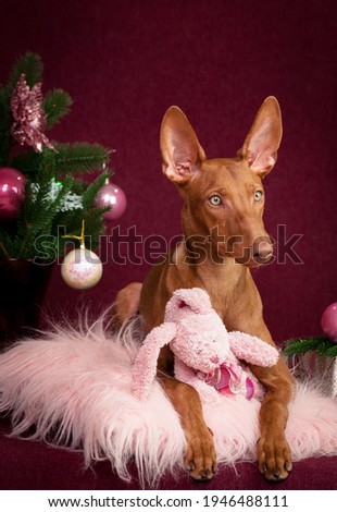 A picture of a very beautiful dog sitting on a pink fluffy pillow, holding its favorite toy and waiting for somebody to play with it. With some Christmas presents and decorations next to it.