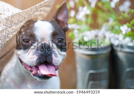 happy, funny Boston Terrier dog with a smile and a tongue hanging out is relaxing in nature at the dacha in a straw hat on a sunny summer day.