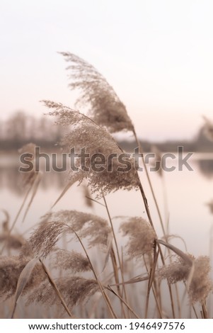 A photo of a reed in the style of a boho. A plant waving in the wind, light pastel beige colors.