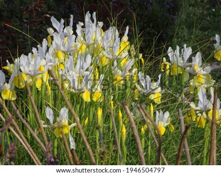 White and Yellow Bearded Irises