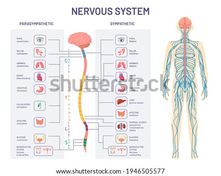 Human nervous system. Sympathetic and parasympathetic nerves anatomy and functions. Spinal cord controls body internal organs vector diagram. Illustration anatomy biology nerve Royalty-Free Stock Photo #1946505577