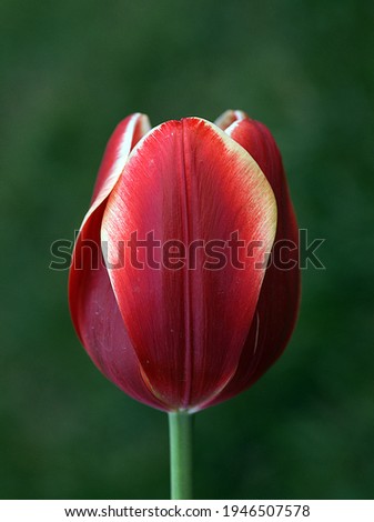 Tulipa gesneriana, the Didier's tulip or garden tulip, is a species of plant in the lily family.