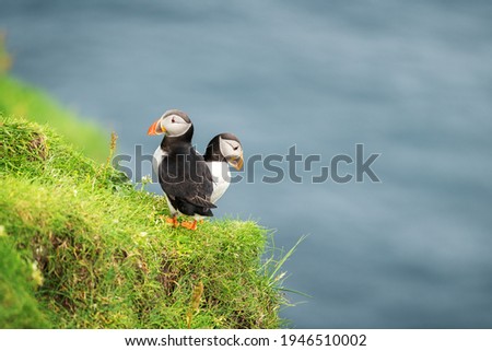 Couple of famous faroese birds - puffins on the edge of grassy coast of Faroe island Mykines in Atlantic ocean. Faroe islands, Denmark. Animal photography