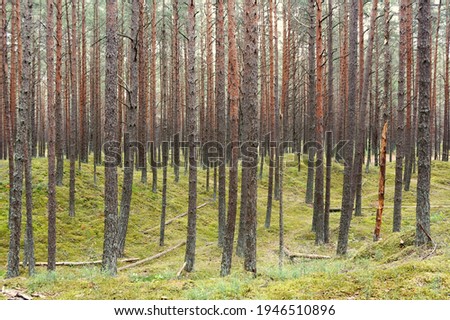 Beautiful forest landscape with straight tall pines