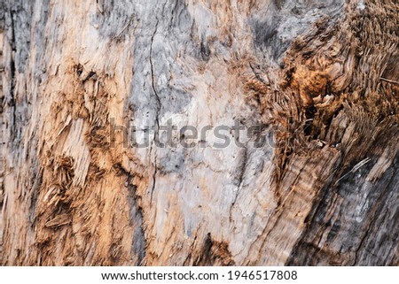 Old stump texture. Wood textured wall for background or design. Log close up, sawn tree side view of sharp parts of felled log.