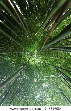 A bamboo grove looking upwards through tall close growing bamboo stalks to the sky. Very green and tunnel like. 