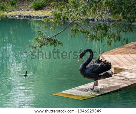 Beautiful black swan Cygnus Atratus descends on wooden deck into emerald water.  Pond called Big Lake with Swan Island. Sunny spring day in Arboretum Park Southern Cultures in Sirius (Adler).  Royalty-Free Stock Photo #1946529349