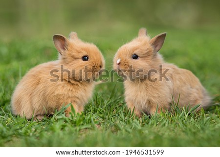 Two little rabbits sitting on the grass in summer