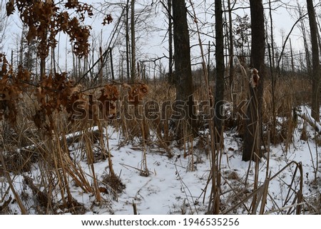 Tall brown flora is growing out of snow covered ground. Trees are everywhere. Picture taken in O’Fallon, Missouri.