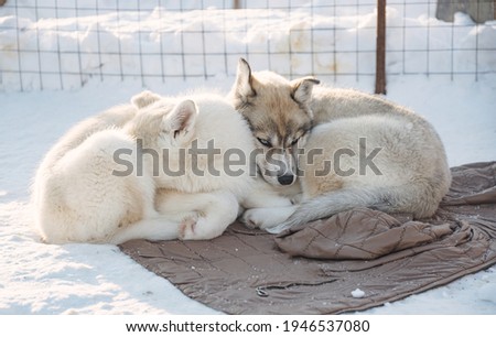 Cute husky puppies sleeping in winter snowy weathe