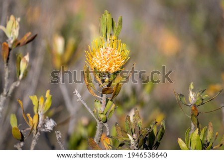 Close-up of a yellow protea blossom South Africa