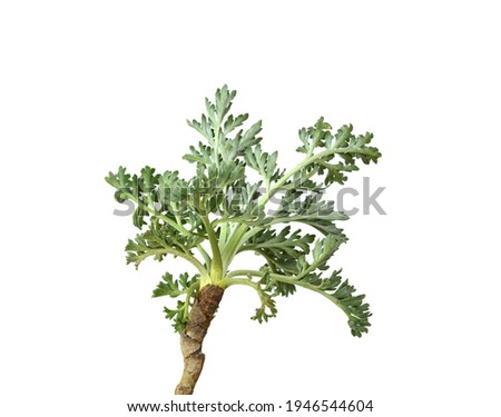 Artemisia, mugwort, wormwood, and sagebrush. Isolated. Royalty-Free Stock Photo #1946544604