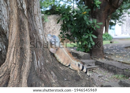 Iguana relaxing on a tree, Fort de France, Martinique the Caribbean