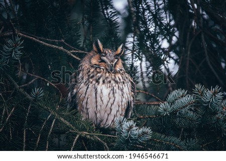 Eared Owl resting on a high tree