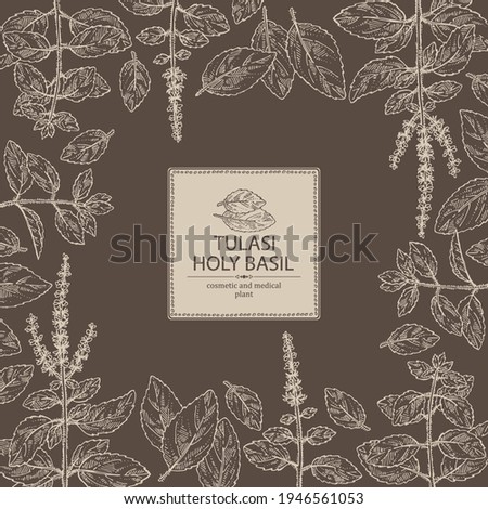 Background with tulasi: holy basil plant and tulasi leaves. Sacred plant. Cosmetic and medical plant. Vector hand drawn illustration