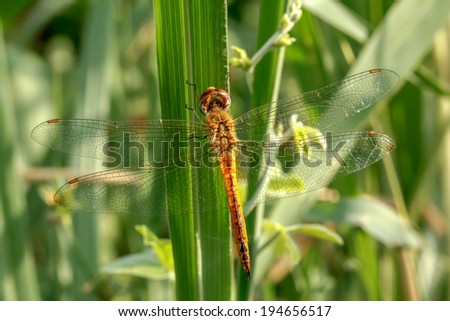 Dragonflies natural green background