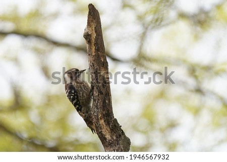 japanese pigmy woodpecker on the branch