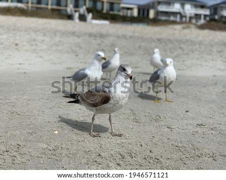Seagulls walking around the shore 