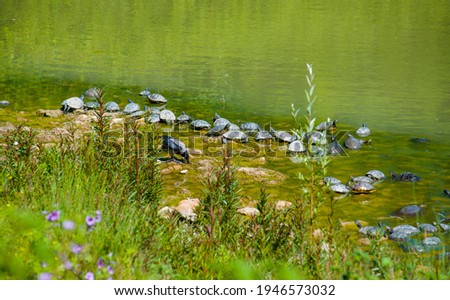 pond in italy with turtles, fish, seagulls and white swans