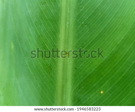 A fresh green leaf in the morning 