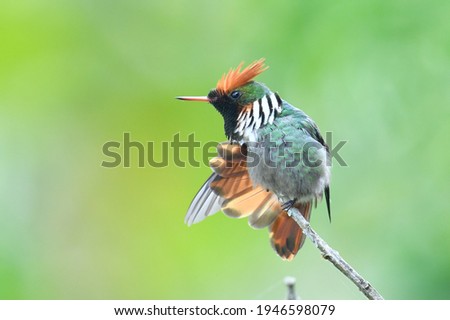 The smallest hummingbird in Brazil.