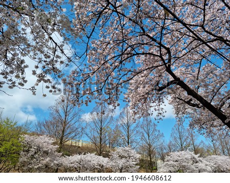 a picture from cherry blossoms