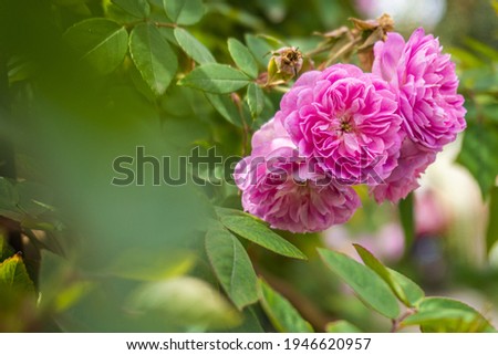Pink flower on a spring day
