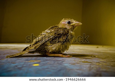 A beautiful picture of baby Sparrow