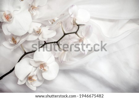 The branch of white orchids on white fabric background
 Royalty-Free Stock Photo #1946675482