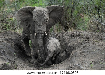 An Elephant cow and calf having a mud bath on a safari in South Africa