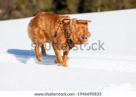 winter dog fun in the snow