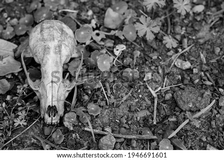 A possum skull laying on the ground near Greenfield Lake in Wilmington, NC in black and white