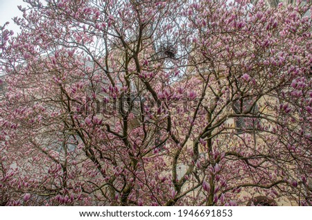 A magnolia tree obscures the facade of the Aachen Cathedral