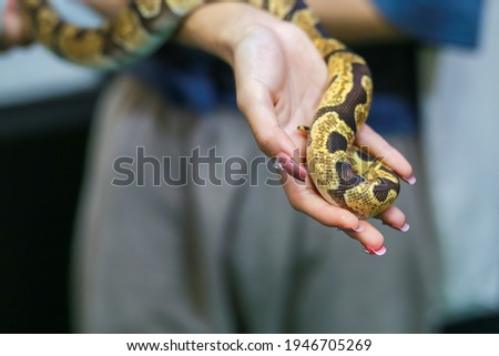 Close-up of a small boa snake with a beautiful pattern in the hand of a woman, tame and cute, can be your friend. Not as fierce as we thought